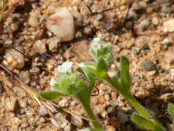 Plancia ëd Plagiobothrys pringlei Greene.