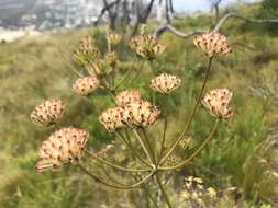 Image of Annesorhiza macrocarpa Eckl. & Zeyh.