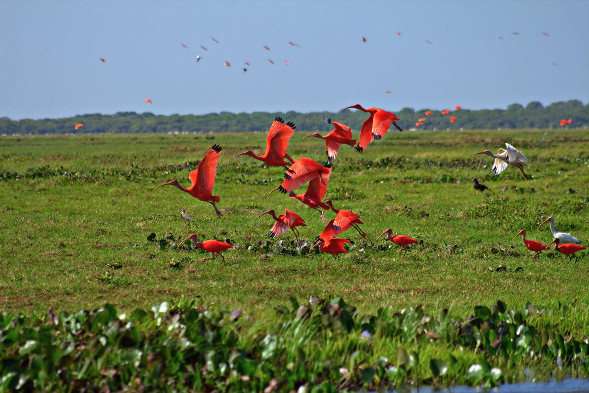 Image of Scarlet Ibis