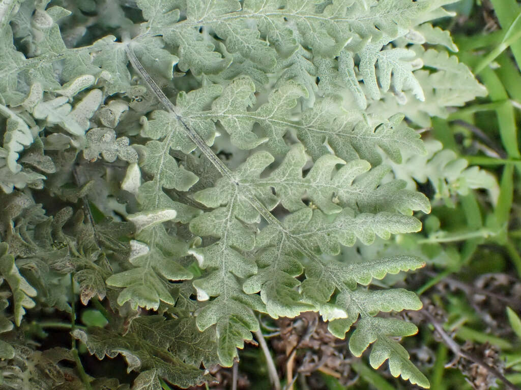 Sivun Pentagramma pallida (Weath.) Yatskievych, Windham & Wollenweber kuva