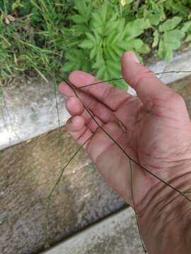 Image of Bupleurum asperuloides Heldr. ex Boiss.