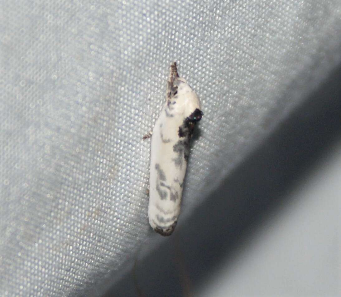 Image of Schlaeger's Fruitworm Moth