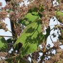 Image of Heliocarpus appendiculatus Turcz.