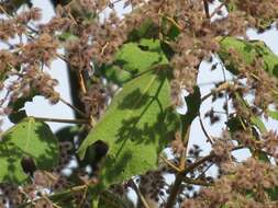 Image of Heliocarpus appendiculatus Turcz.