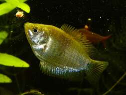 Image of Dwarf gourami