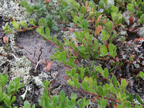 Image of bearberry