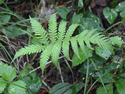 Image of Beech Fern