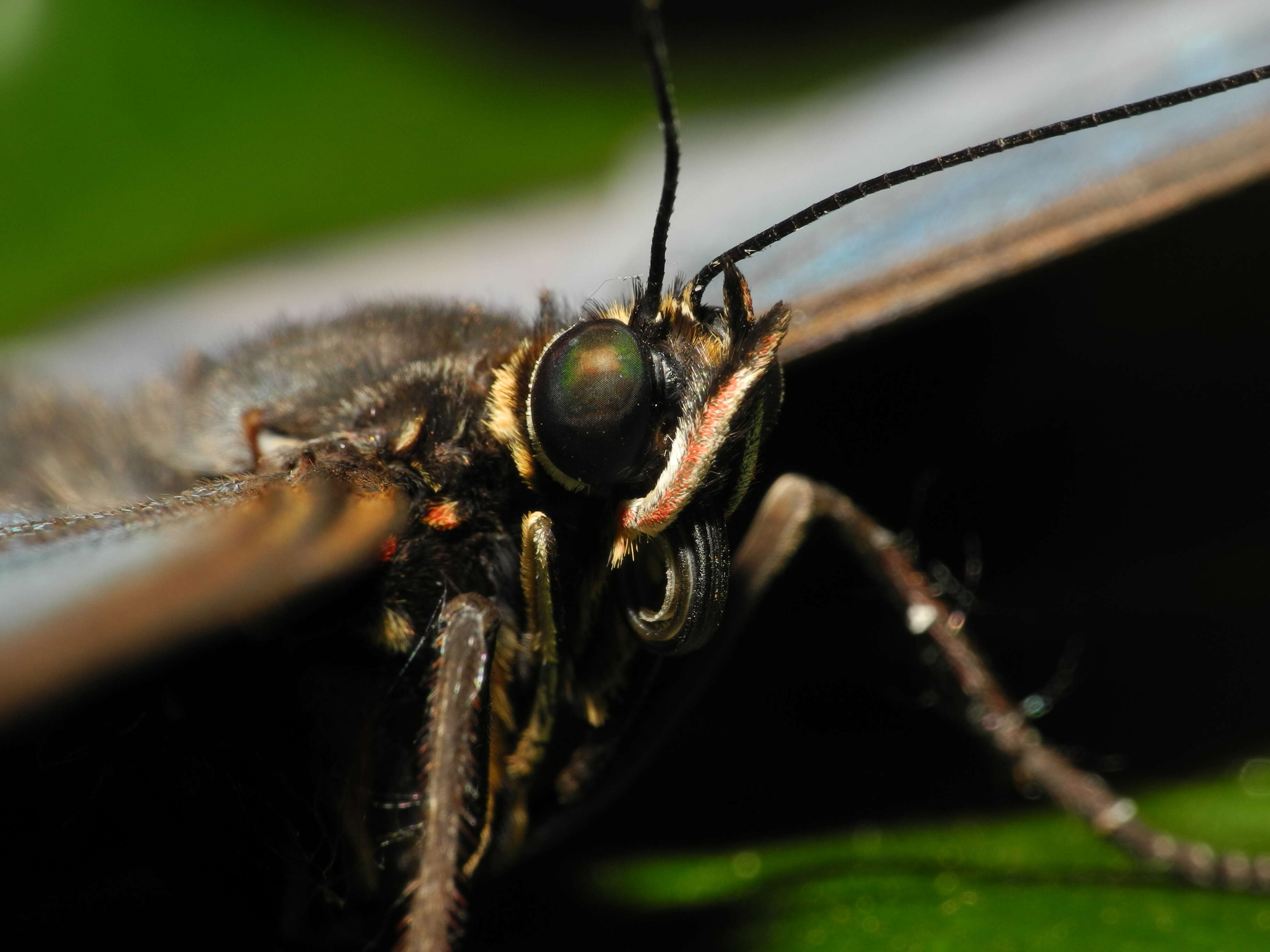 Image of Morpho peleides Kollar 1850