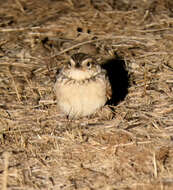 Image of Australasian Lark