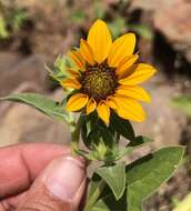 Image of serpentine sunflower