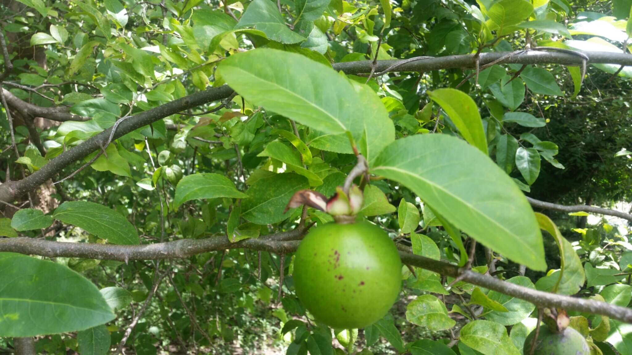 Image de Oncoba spinosa Forsk.