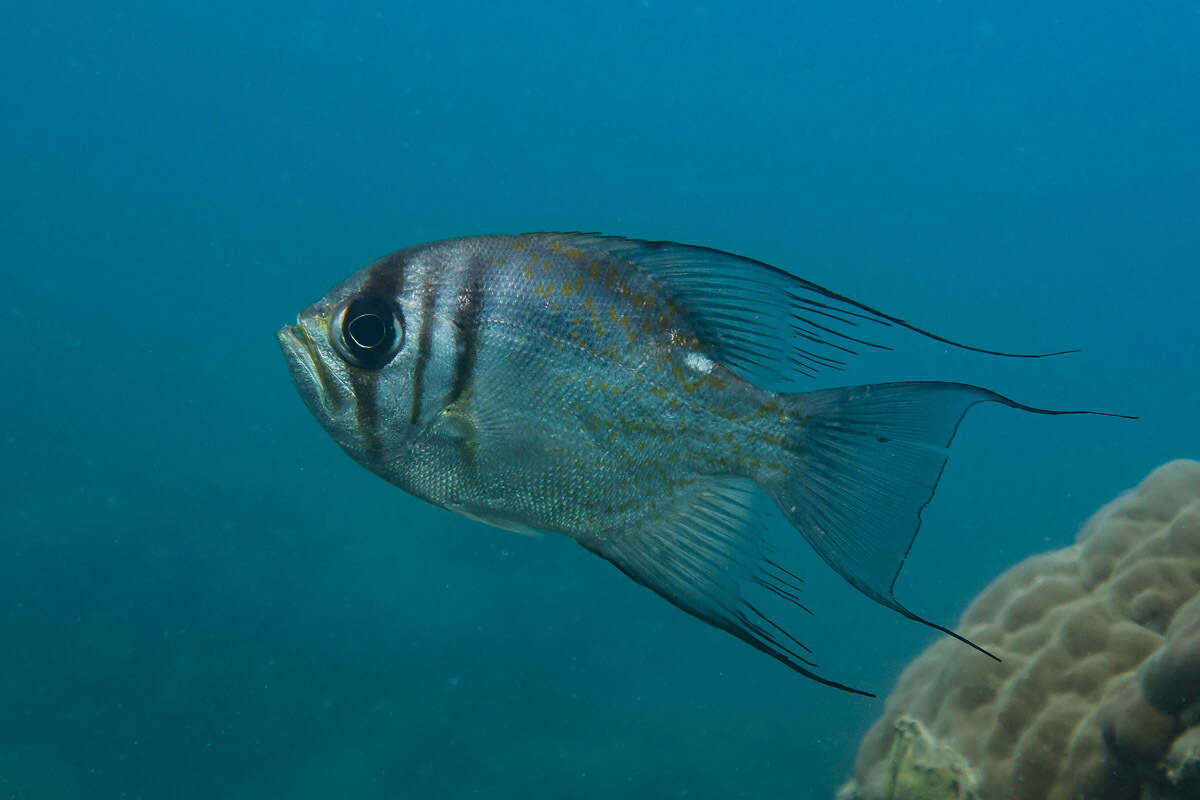 Image of Threadfin pearl perch