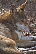 Image of Red wolf