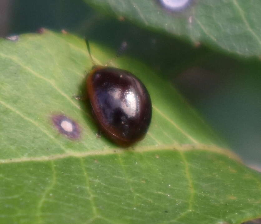 Sivun Plagiodera (Plagioschema) thymaloides Stål 1860 kuva