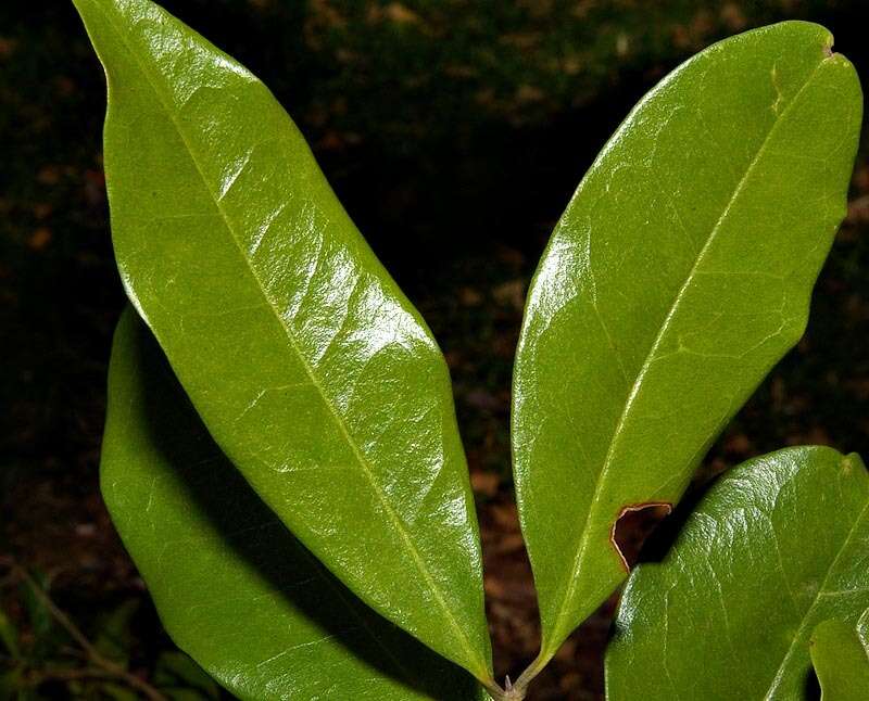 Plancia ëd Olea woodiana Knobl.
