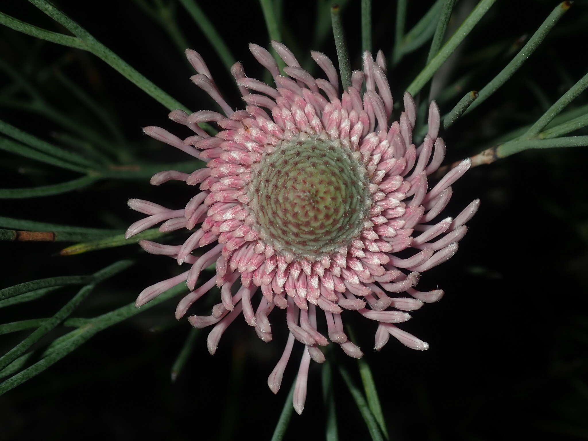 Image of Isopogon divergens R. Br.