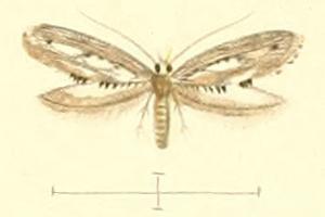 Image of <i>Epermenia ochreomaculellus</i>