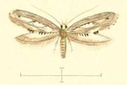 Image of Epermenia ochreomaculellus