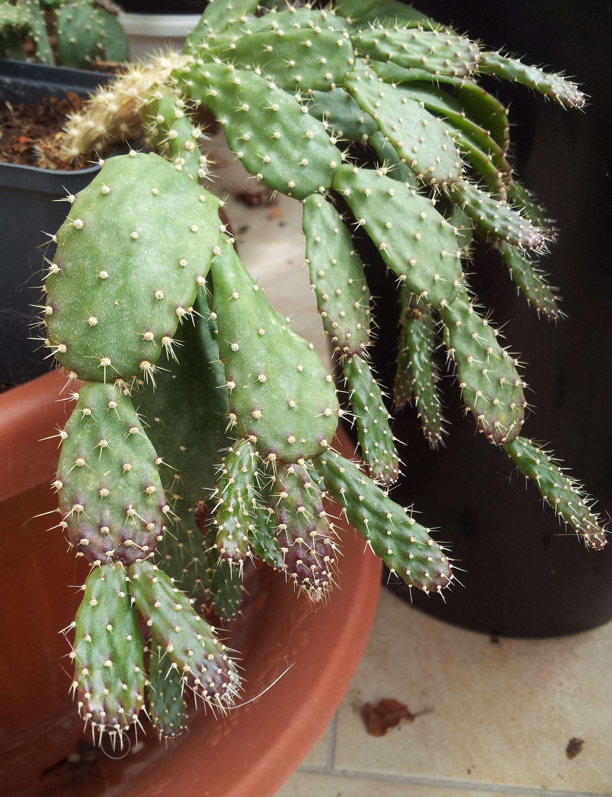 Image of Christmas Cactus