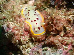 Image of Goniobranchus tumuliferus (Collingwood 1881)