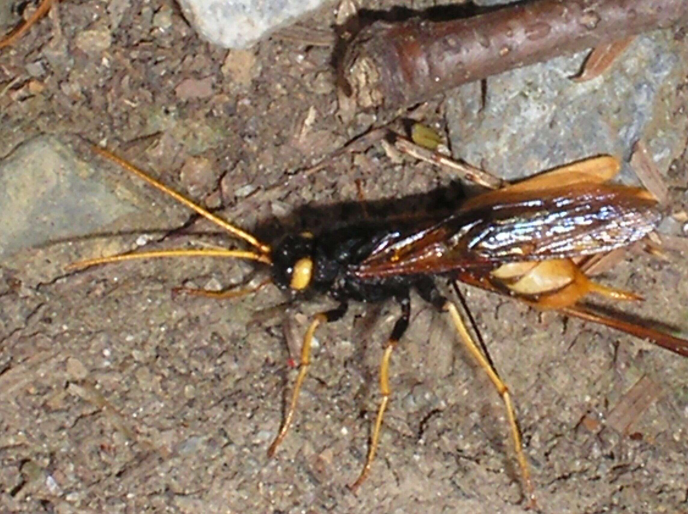 Image of Urocerus gigas