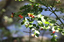 Image of Carissa bispinosa var. acuminata (E. Mey.) Codd