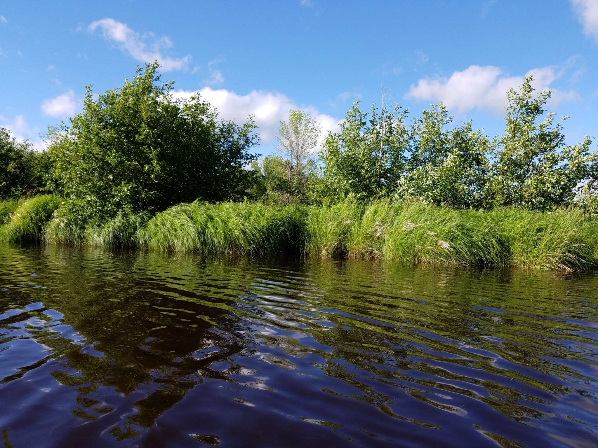 Image of Calamagrostis canadensis (Michx.) P. Beauv.