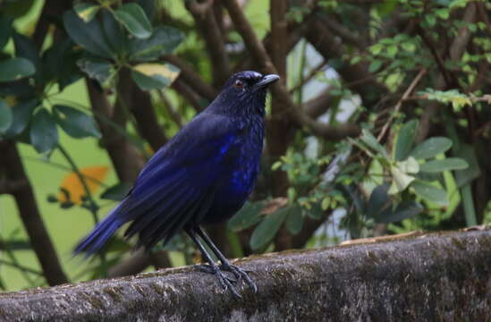 Image of Formosan Whistling-Thrush