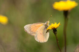 Colias vauthierii vauthierii的圖片