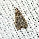 Eudonia truncicolella Stainton 1849的圖片