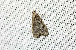 Eudonia truncicolella Stainton 1849的圖片