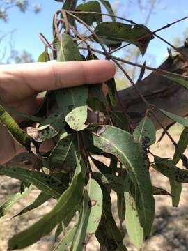 Angophora leiocarpa (L. Johnson ex G. Leach) K. R. Thiele & P. Y. Ladiges的圖片