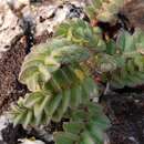 Image of Polemonium villosissimum (Hultén) D. F. Murray & Elven