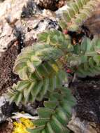 Image of Polemonium villosissimum (Hultén) D. F. Murray & Elven