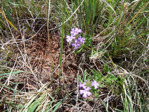 Image of Dakota mock vervain