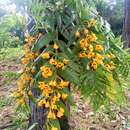 Dendrobium chrysanthum Wall. ex Lindl. resmi