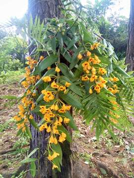 Dendrobium chrysanthum Wall. ex Lindl. resmi