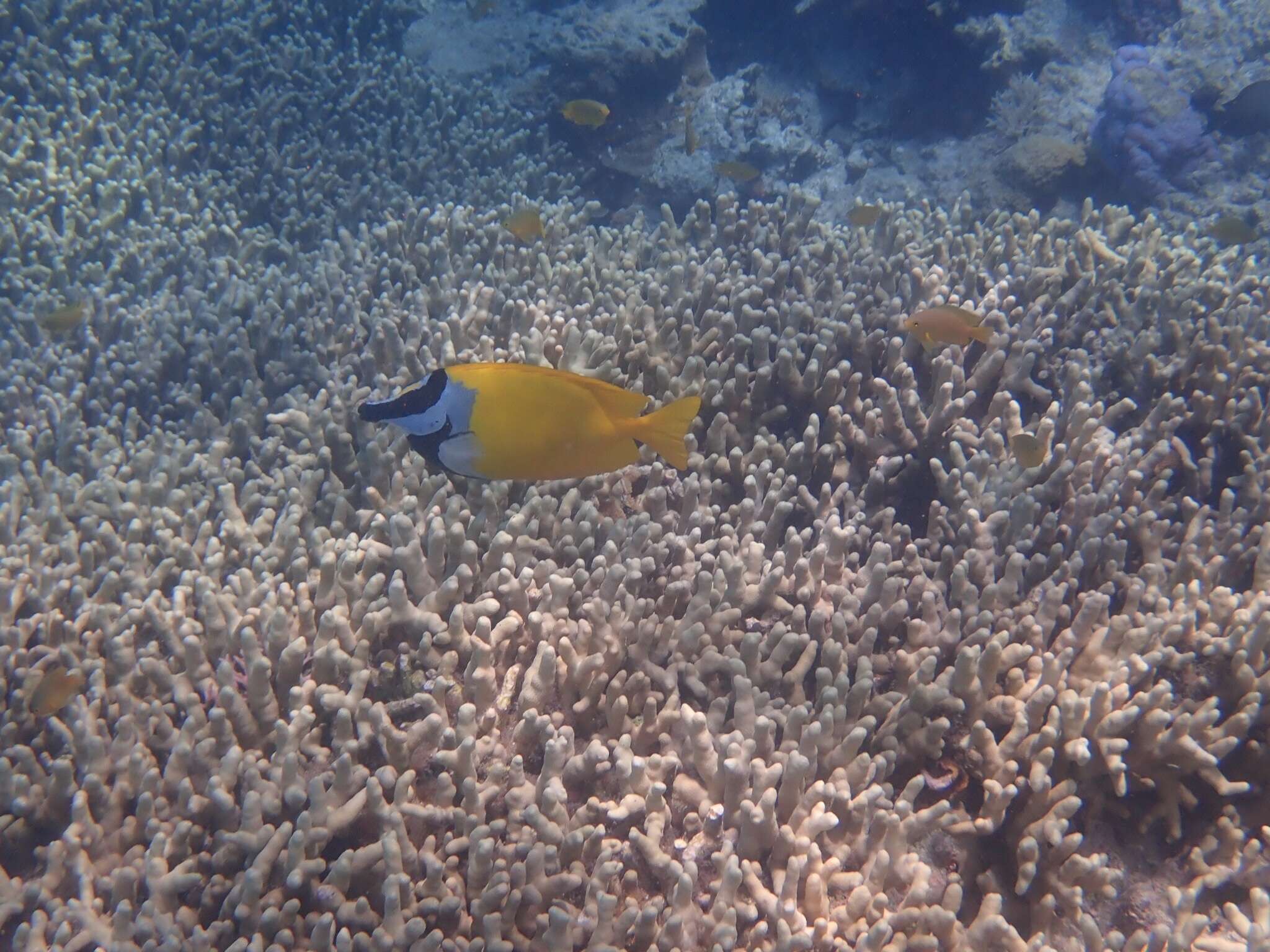 Image of Foxface rabbitfish