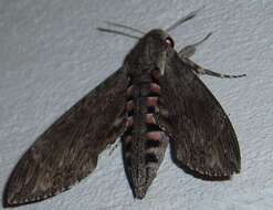 Image of convolvulus hawk moth