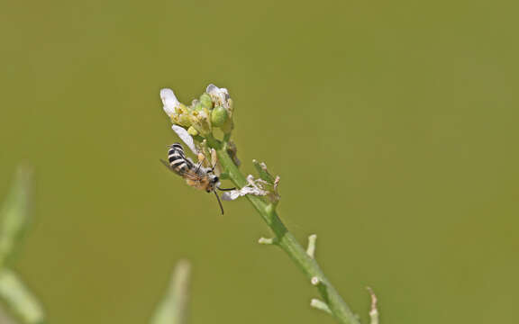 Image of Colletes perezi Morice 1904