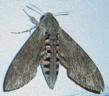 Image of convolvulus hawk moth