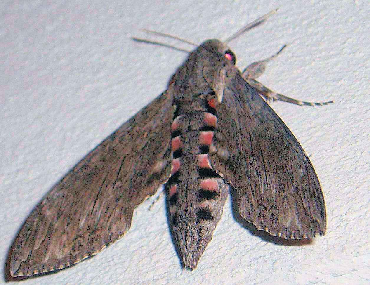 Image of convolvulus hawk moth