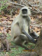 Image de Semnopithecus hypoleucos Blyth 1841