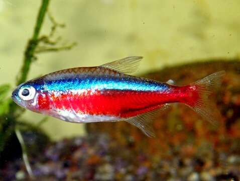 Image of cardinal tetra