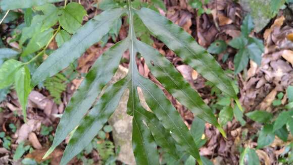 Image of Leptochilus ellipticus (Thunb.) Nooteboom