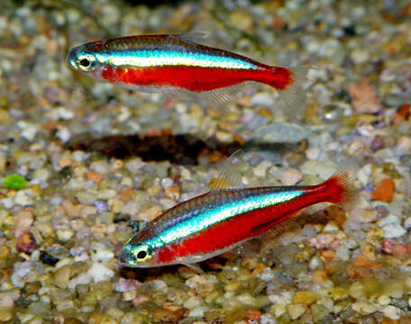 Image of cardinal tetra