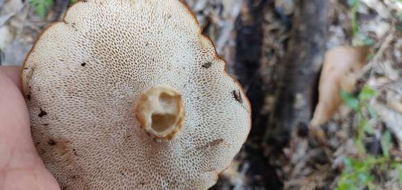 Image de Polypore enfumé