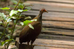 Megapodius cumingii Dillwyn 1853 resmi