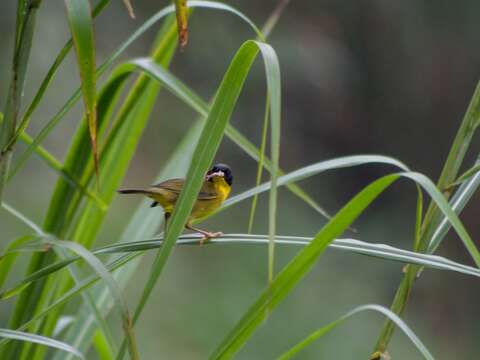 Image of Olive-crowned Yellowthroat