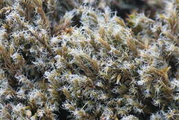 Image of racomitrium moss